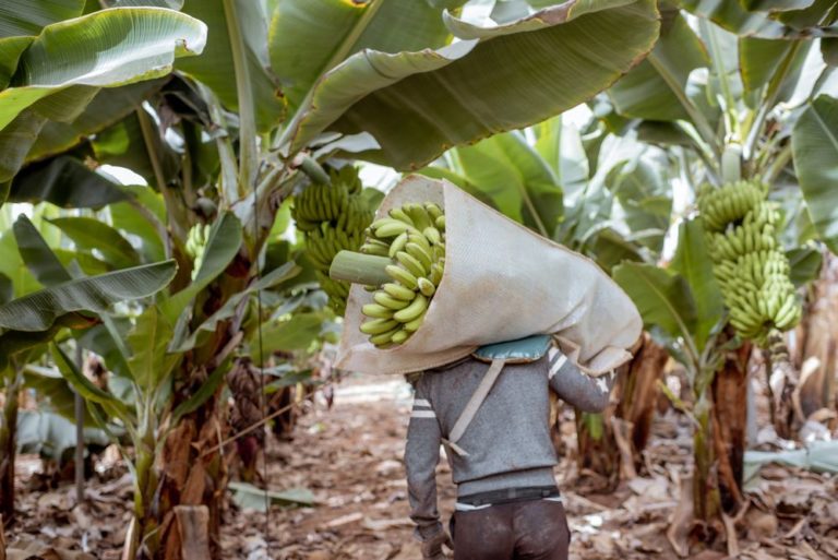 Banano: un cultivo fundamental para la seguridad alimentaria que está bajo amenaza Banano: un cultivo fundamental para la seguridad alimentaria que está bajo amenaza